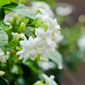Jasmin rituel